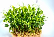 Essbare Deko – Erbsengrün Erbsengrün - www.chefsstuff.de